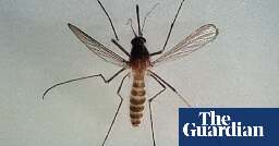 Virus-carrying tropical mosquitos found in Finland as climate heats