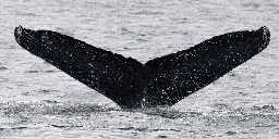 Encounter with humpback whales reveals potential for nonhuman intelligence communication