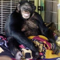 Travis (chimpanzee) - Wikipedia