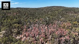Ecologists warn of second 'forest collapse' event in WA as record dry spell continues