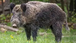 Nuclear weapons partly responsible for radioactive wild boars