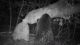 How London's history-making beavers are adapting to life in the capital