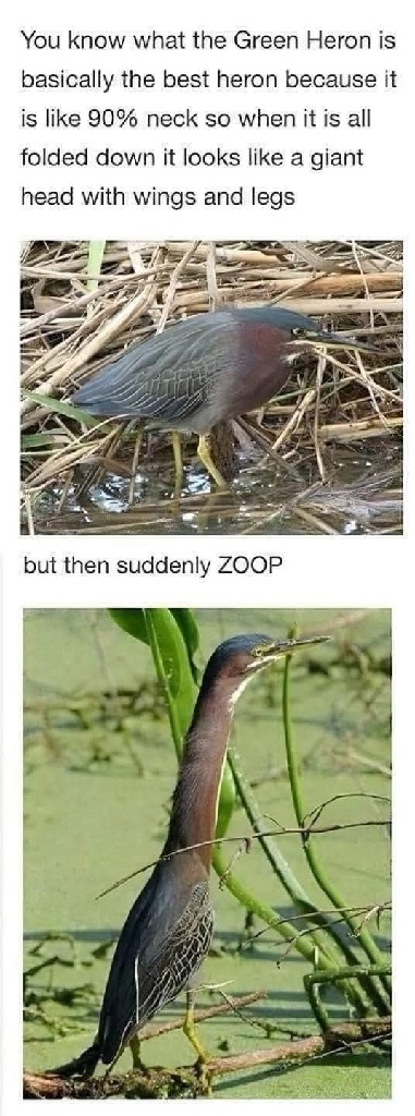 ZOOP