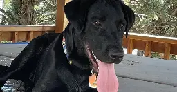 Black Lab Ingests Meth At Gillette Park, Wags Tail "1,000 Miles Per Hour"