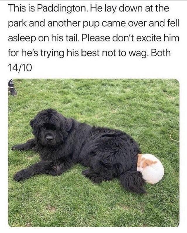 Sweet big pupper