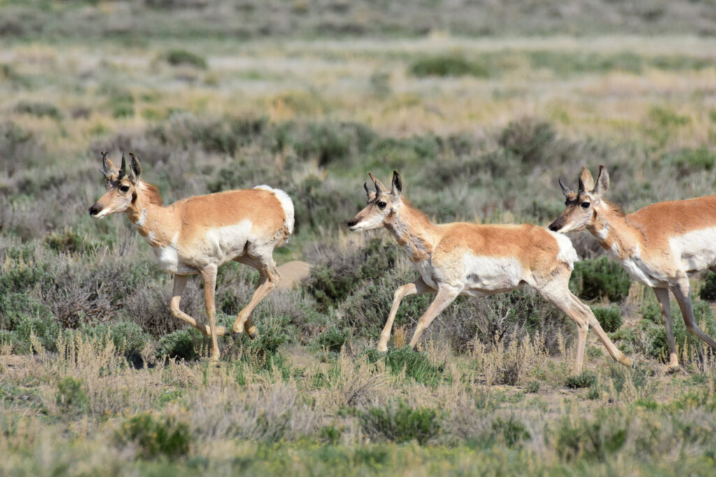 Fossil Fuel Development and Invasive Trees Drive Pronghorn Population Decline in Wyoming - Inside Climate News