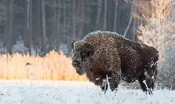 Cała Puszcza Białowieska pod ochroną