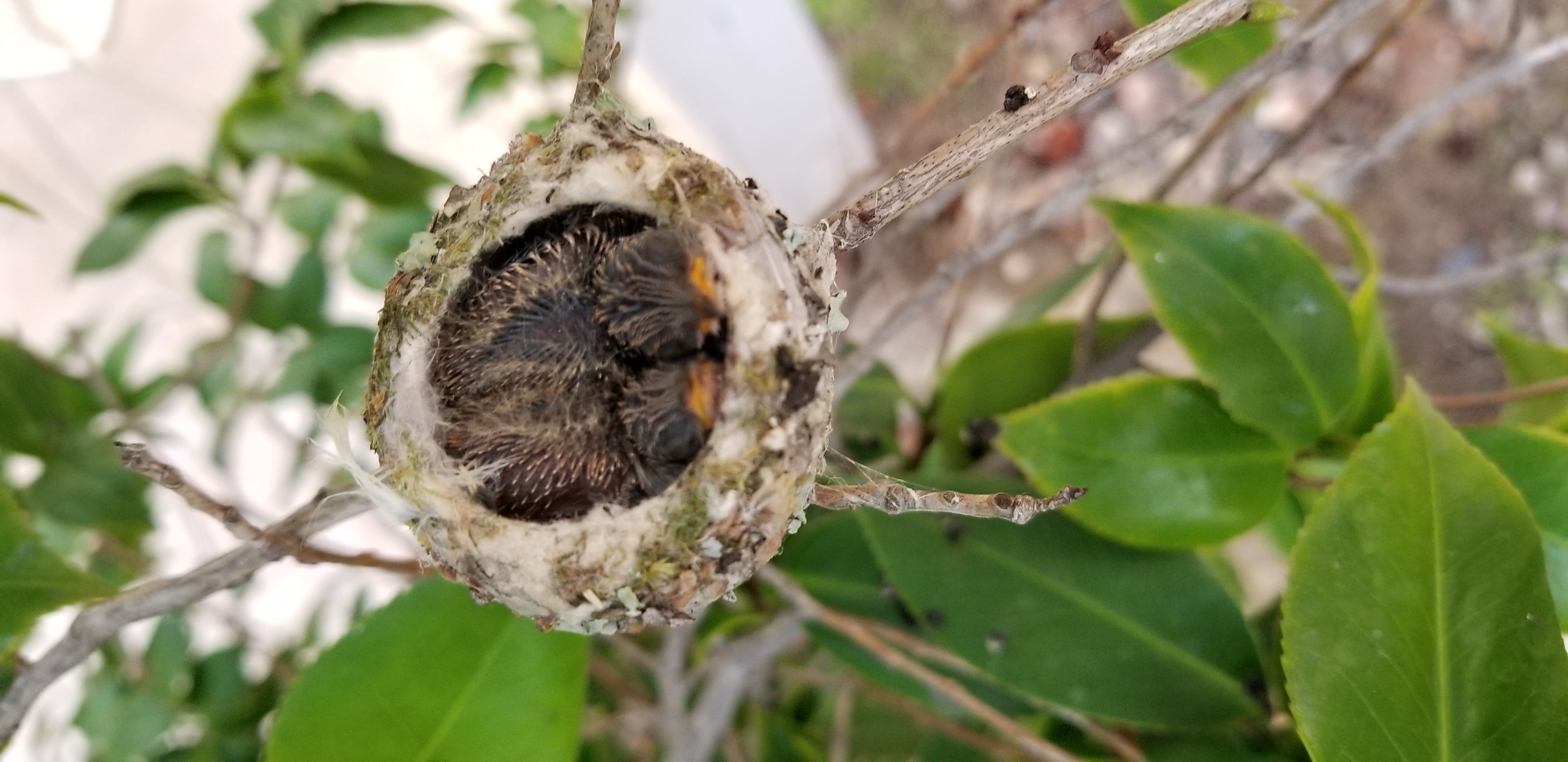 down view of hummingbird nest showing two chicks with pin feathers