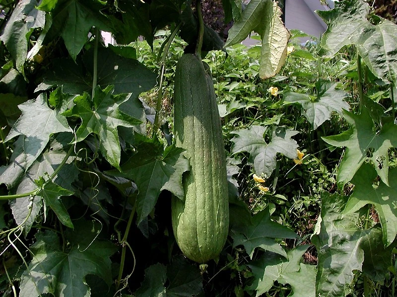 Luffa - Wikipedia