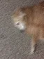 blurrypicturesofdogs