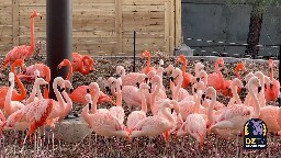 Our New Flamingo Habitat is NOW OPEN! 🦩