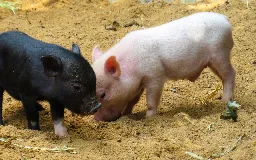 Ulagači u ‘digitalne svinje’ donose revoluciju u hrvatsku poljoprivredu