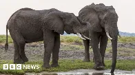 Botswana threatens to send 20,000 elephants to Germany