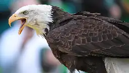 Bipartisan bill naming bald eagle as the national bird heads to Biden's desk