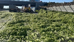 Traffic comes to a stalk on Hwy. 400 as crews clean up celery following rollover