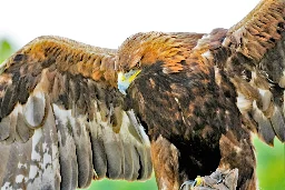 Researchers find golden eagles improve their flight skills with age