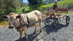 Back to the future: Farmer trains oxen to replace tractor