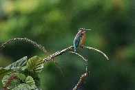 Tiny Common Kingfisher