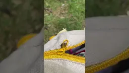 Honey bee trying to drink from a bag zip