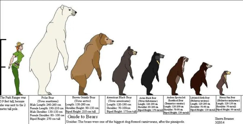 A size comparison chart showing the height differences between a human adult and several different species of bear.