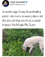 Magic bush