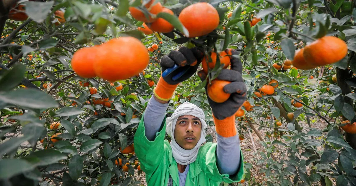 Orange juice prices hit all-time high amid bleak production outlook