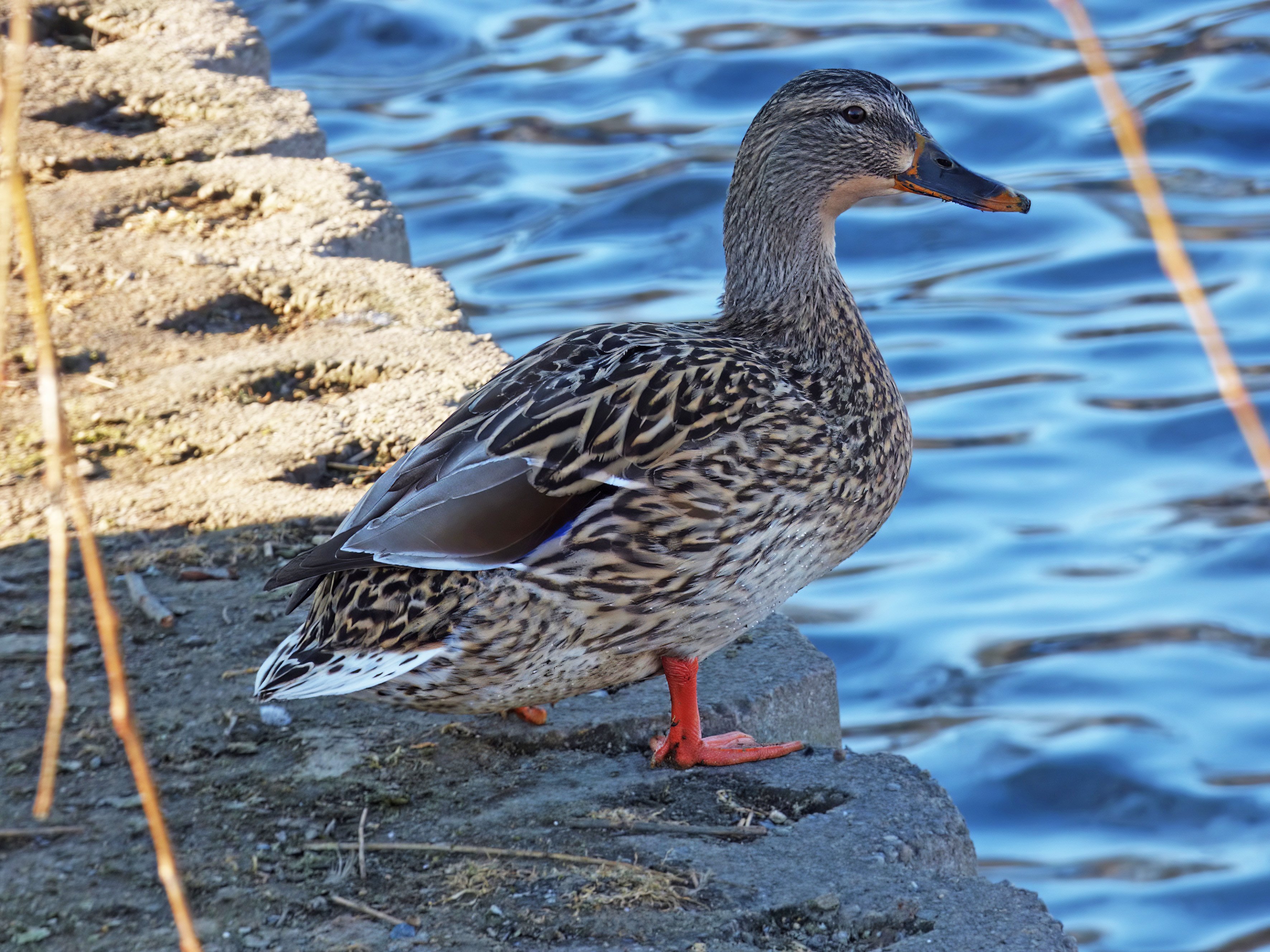 Duck for testing.