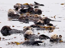 Sea Otters Have Helped Bolster California’s Kelp Forest