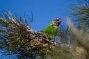 Rainbow Lorikeet, Tarragindi Queensland Australia, July 2007