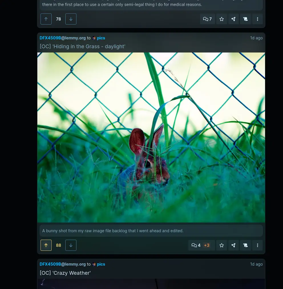 Screenshot of a card showing a photo of a bunny in some very green grass, the colors from the image are visible 