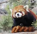 Red Pandas