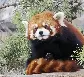 redpandas