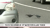 Tokyo taxi driver arrested for allegedly running into and killing pigeon