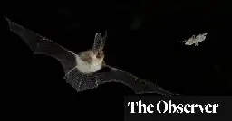 Where are all the bats? – alarm as numbers fall in England