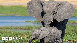 Elephant corridors: The busy trunk routes where locals take care to cross