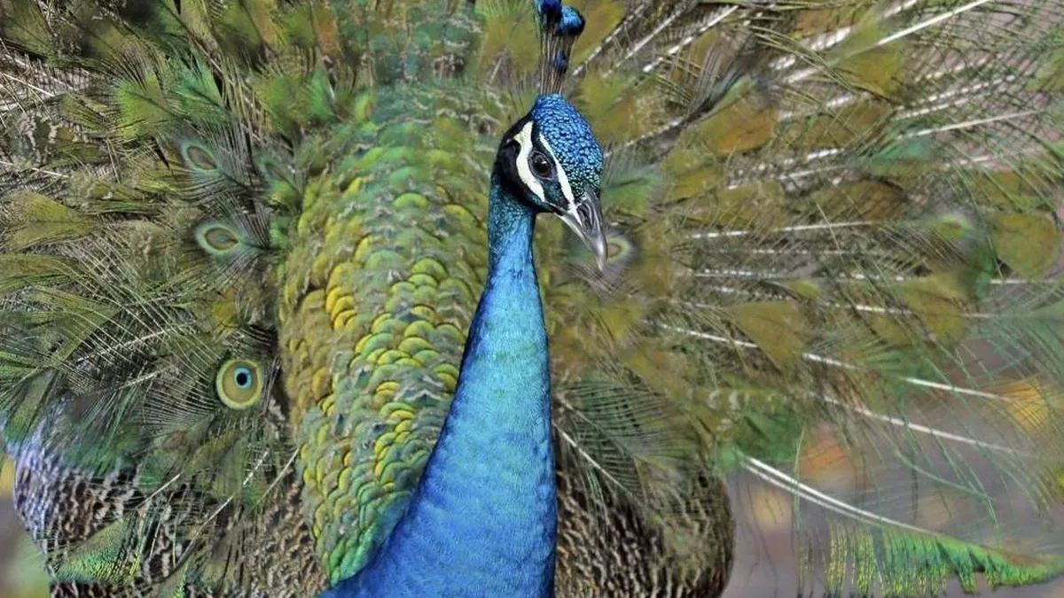 Florida man to give vasectomies to peacocks