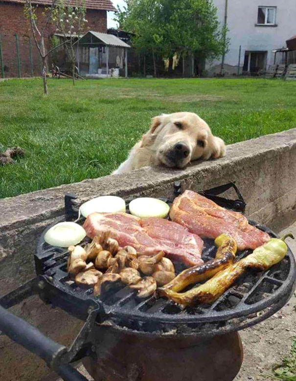 dog looking longingly at grilling meat