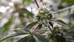 Marijuana meets criteria for reclassification as lower-risk drug, FDA scientific review finds | CNN