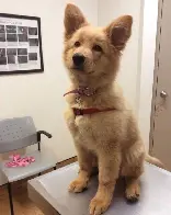 This golden shepherd mix