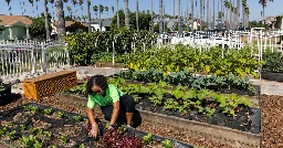 Growing Food Instead of Lawns in California Front Yards