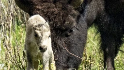 Reported birth of rare white buffalo calf in Yellowstone park fulfills Lakota prophecy