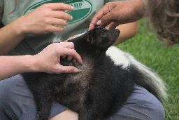 Skunks as pets - Wikipedia