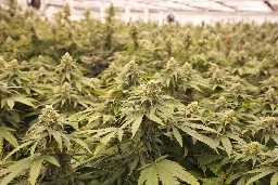 U.S. health officials ask DEA to reclassify marijuana following review - UPI.com