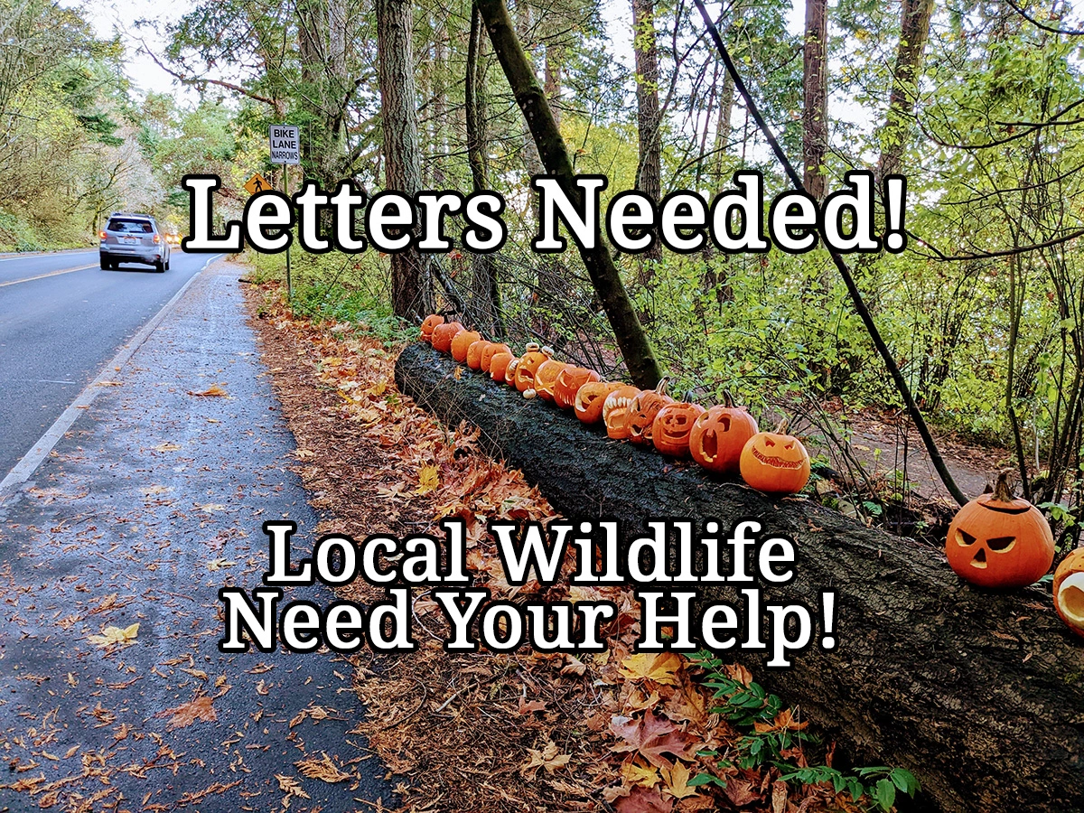 Letters Needed: Mt Doug Pumpkins - The Victoria Vegan