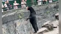 Zoo Denies Viral Claims Its Bears Are ‘Humans in Disguise’