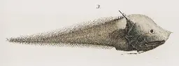 Bony-eared assfish - Wikipedia