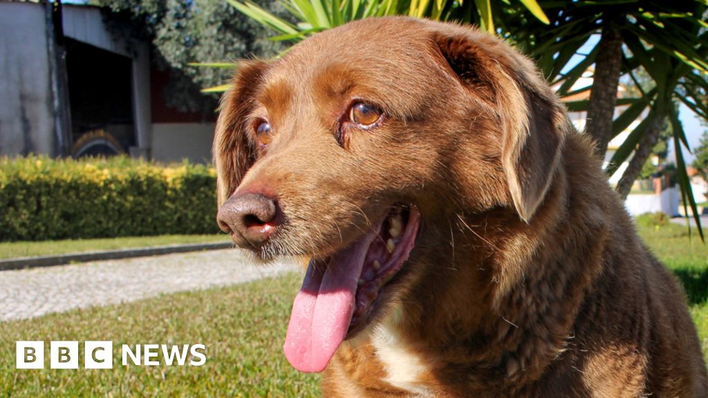 Bobi, the world's oldest dog ever, dies aged 31