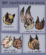 Bat Identification Guide (by @bedupolker.bsky.social )