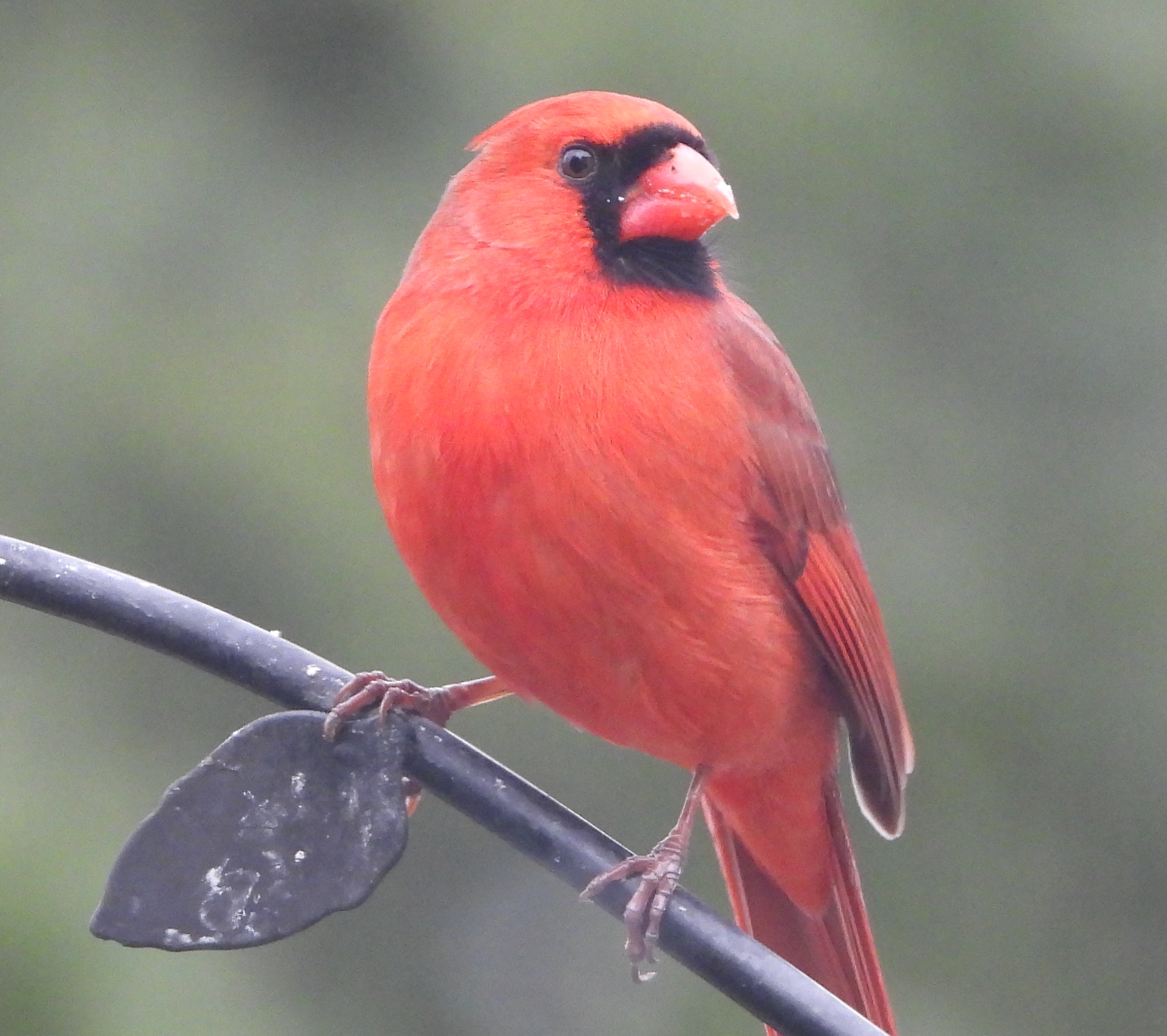 Northern Cardinal - Fairfax, VA