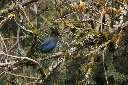 [OC] Steller's Jay (More pics from today in post)